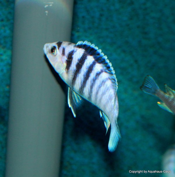 Labidochromis chisumulae Chizumulu