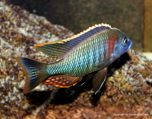 Lethrinops sp. rainbow Tanzania 10-13cm
