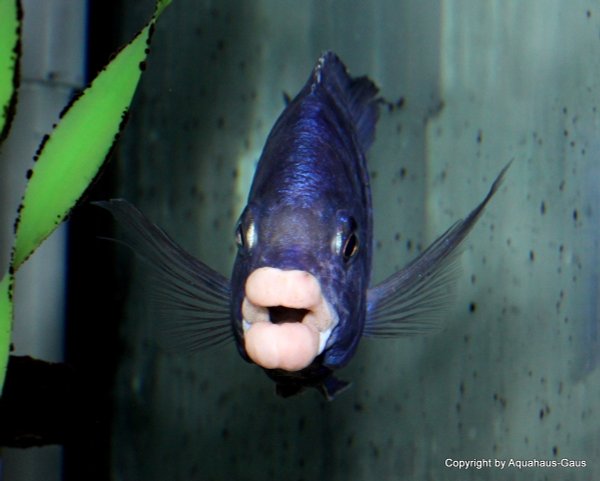 Placidochromis phenochilus Mdoka white lips