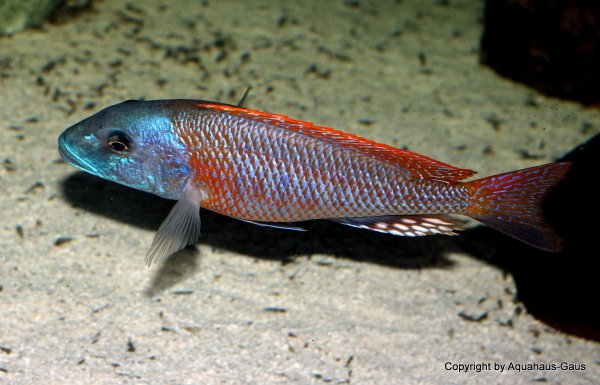 Buccochromis rhoadesii yellow