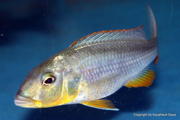 Buccochromis rhoadesii yellow