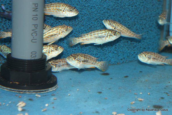 Labidochromis joanjohnsonae Likoma