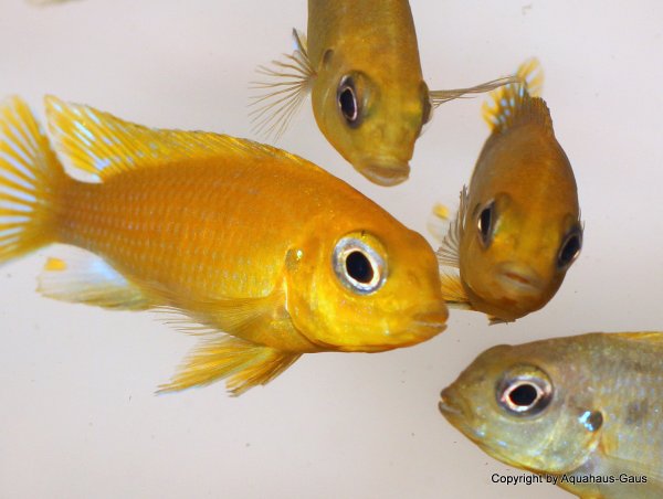 Tropheops yellow/yellow Gallilea Reef