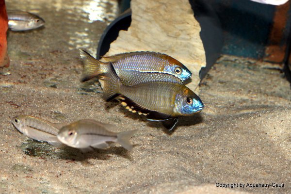 Nyassachromis prostoma Gome