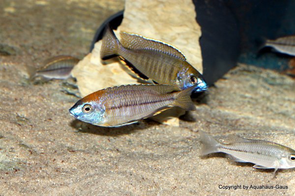 Nyassachromis prostoma Gome