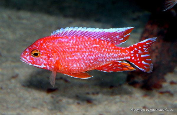 Aulonocara fire fish