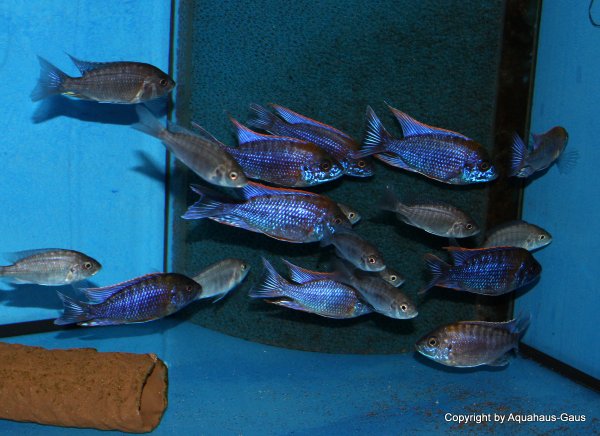 Aulonocara lwanda Hai Reef