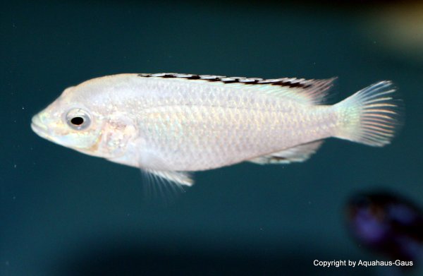 Labidochromis caeruleus white Nkhata Bay