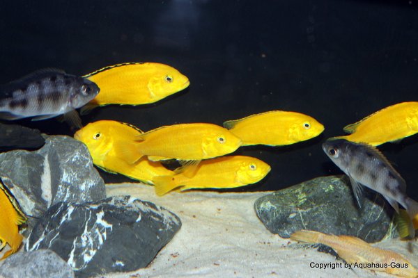 Labidochromis yellow Kakusa