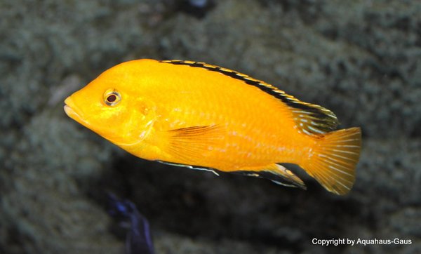 Labidochromis yellow Kakusa