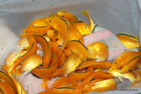 Labidochromis yellow Mbowe