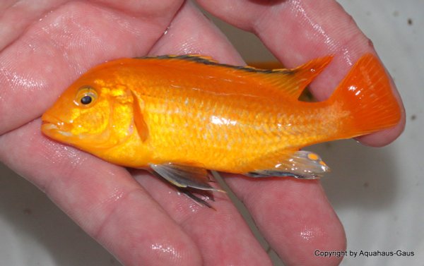 Labidochromis yellow Mbowe