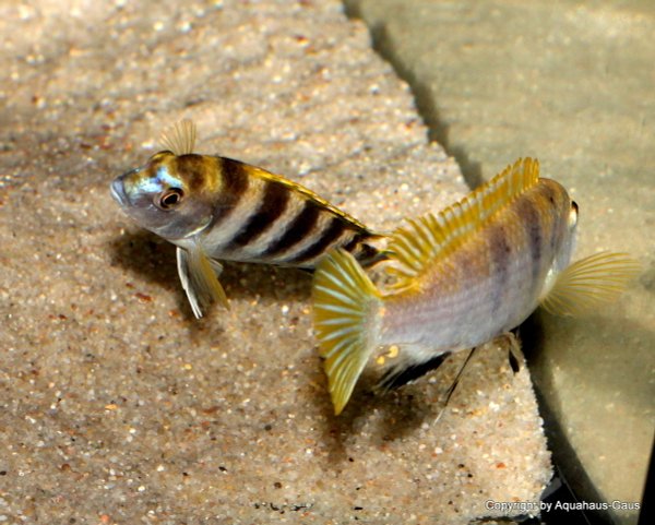 Labidochromis perlmutt Higga Reef