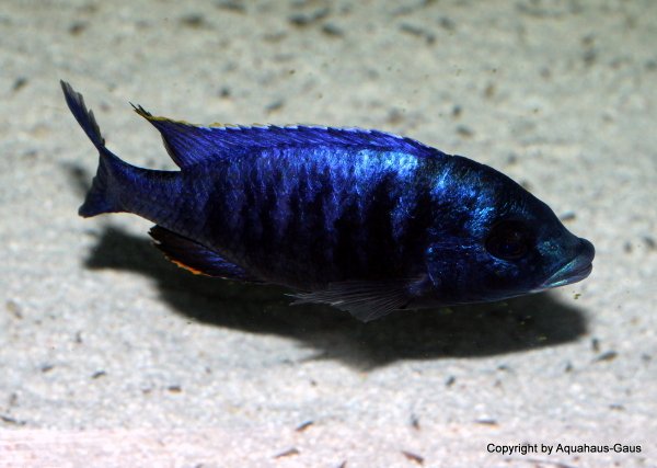 Placidochromis electra black face Fort Maguire