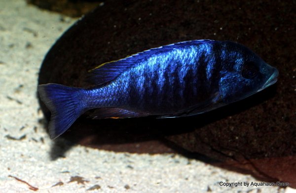 Placidochromis electra black face Fort Maguire