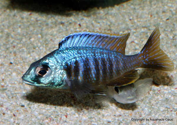 Placidochromis sp. Jalo Reef