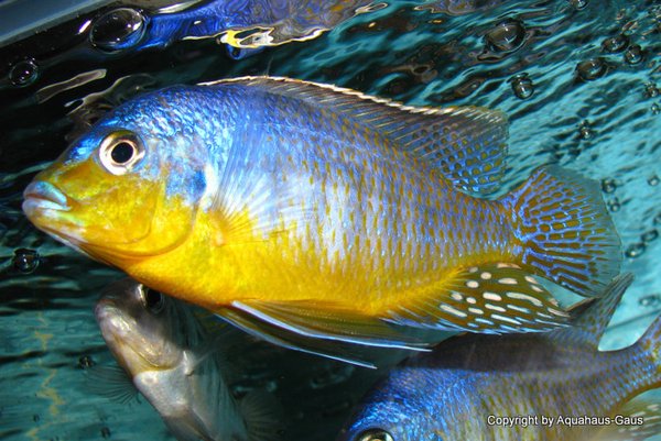Protomelas cf. virgatus Pombo Reef yellow chin