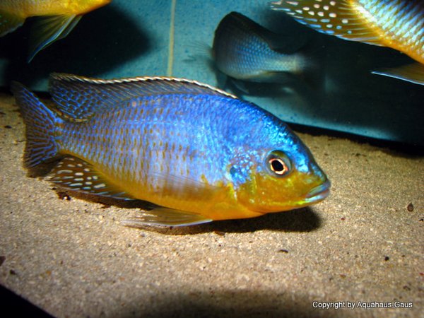 Protomelas cf. virgatus Pombo Reef yellow chin