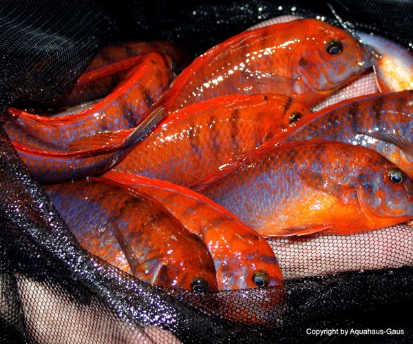 Labidochromis hongi Sweden, 10cm Männchen