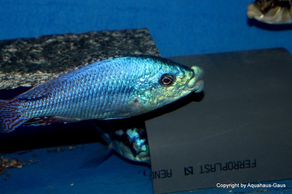 Cheilochromis euchilus Likoma
