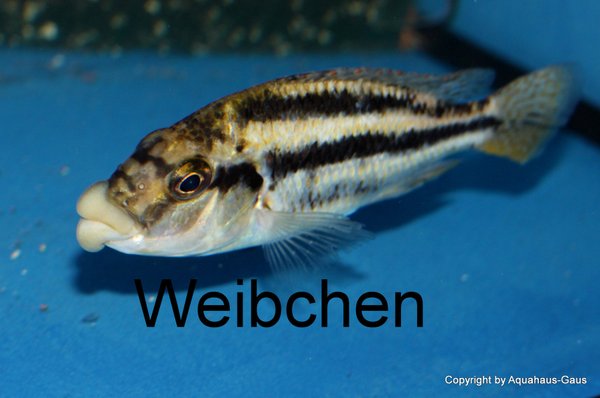 Cheilochromis euchilus Likoma