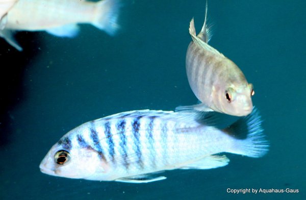 Labidochromis chisumulae Mbweca