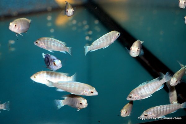 Labidochromis chisumulae Mbweca