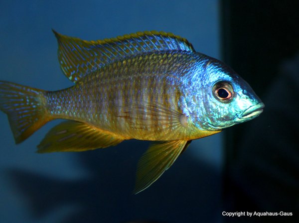 Placidochromis electra black fin “Makonde” yellow
