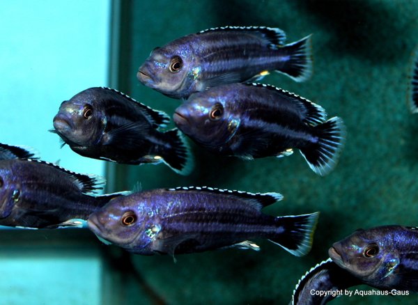 Melanochromis parallelus