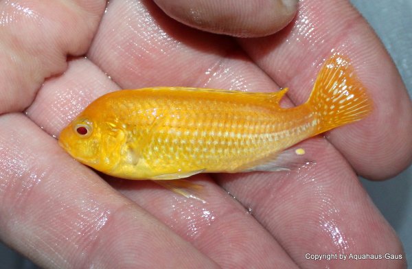 Labidochromis yellow albino