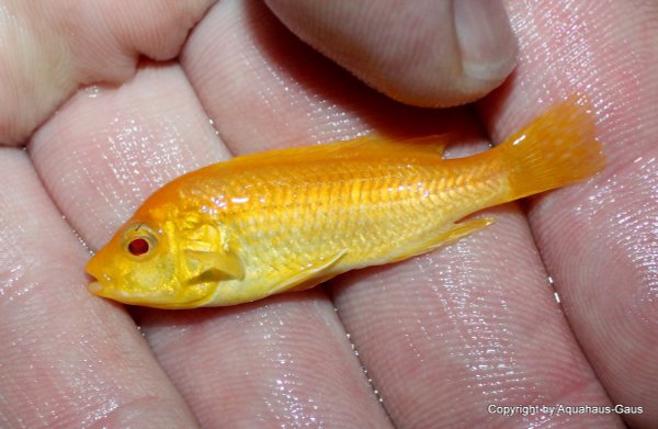 Labidochromis yellow albino