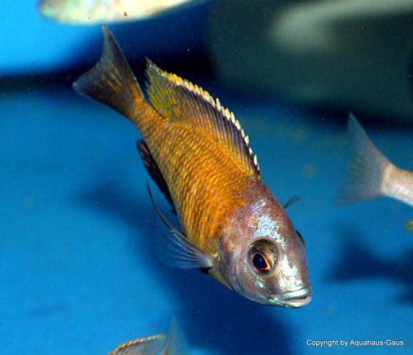 Placidochromis electra superior Mandalawi