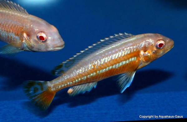 Melanochromis auratus ALBINO