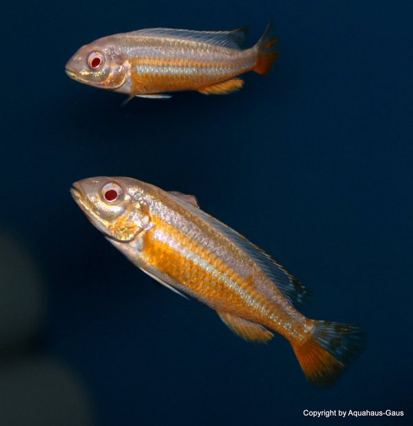 Melanochromis auratus ALBINO