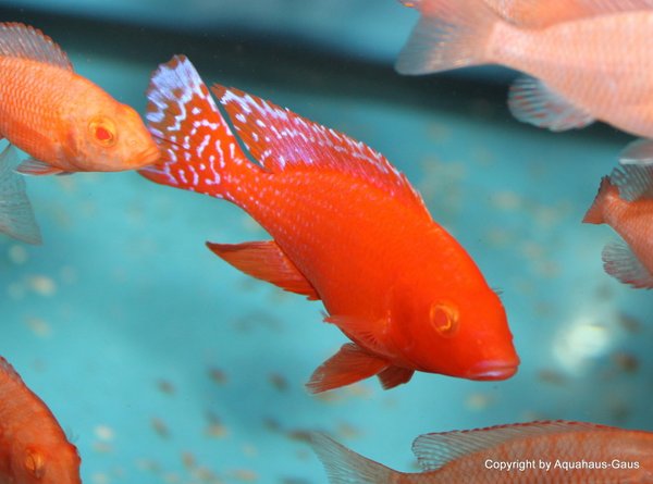 Aulonocara red dragon Albino / fire fish Albino