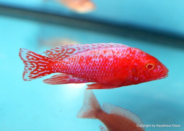 Aulonocara red dragon Albino / fire fish Albino