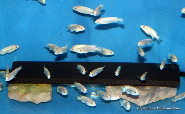 Labidochromis white Tanzania