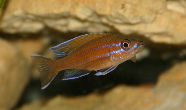 Paracyprichromis nigripinnis blue neon Kantalamba
