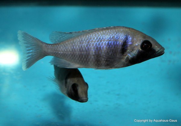 Placidochromis electra black chin Nametumbwe