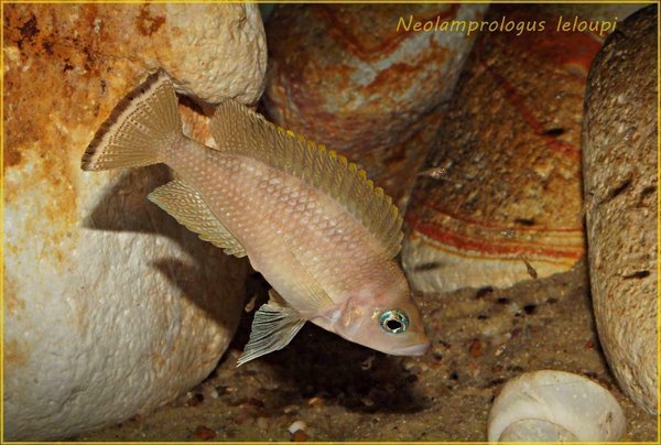 Neolamprologus leloupi(nicht leleupi!) Mutoba Bay