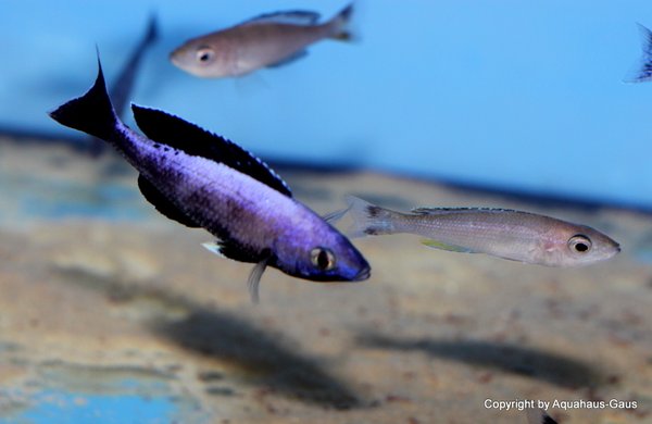 Cyprichromis leptosoma jumbo Speckleback Moba