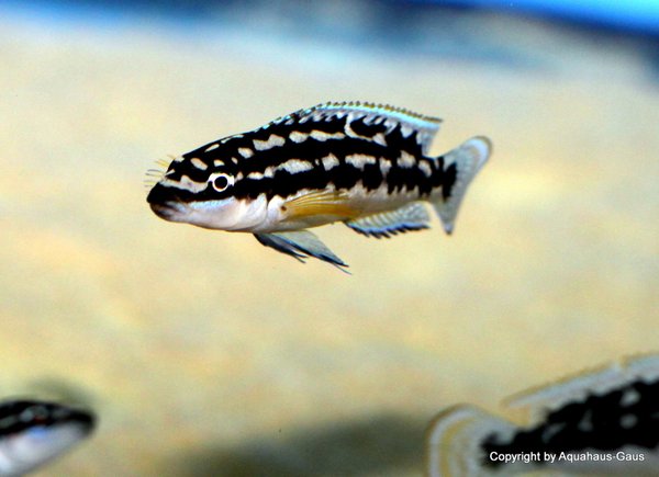 Julidochromis transcriptus Gombe