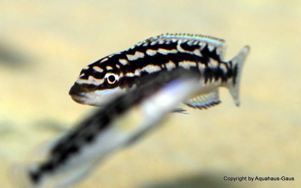 Julidochromis transcriptus Gombe