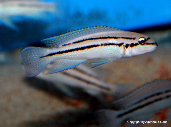 Chalinochromis bifrenatus
