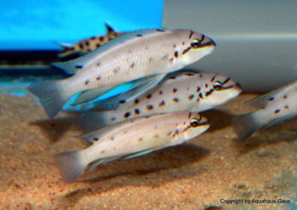 Chalinochromis ndobhoi Bulu Point