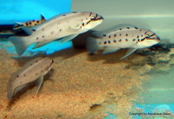 Chalinochromis ndobhoi Bulu Point