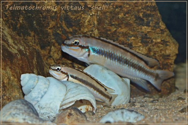 Telmatochromis vittatus shell