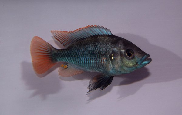 Paralabidochromis chiloetes Ruti, OB Weibchen
