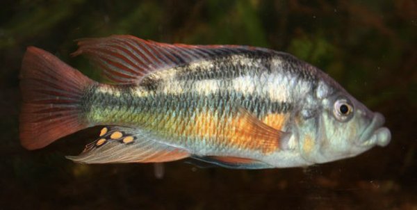 Paralabidochromis chiloetes Ruti, OB Weibchen
