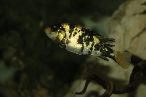 Neochromis omnicaeruleus Makobe